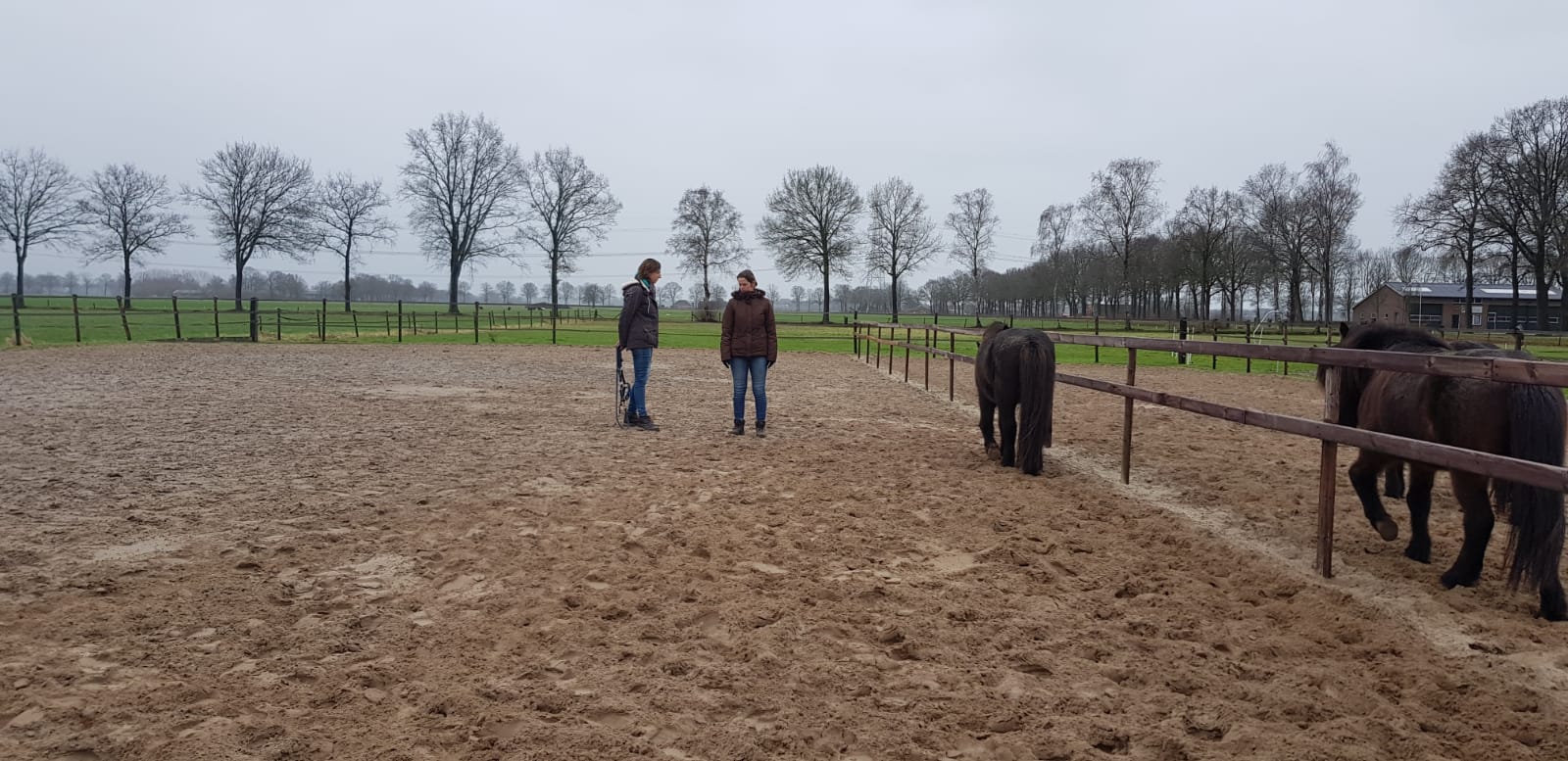eerste ervaring paardencoaching