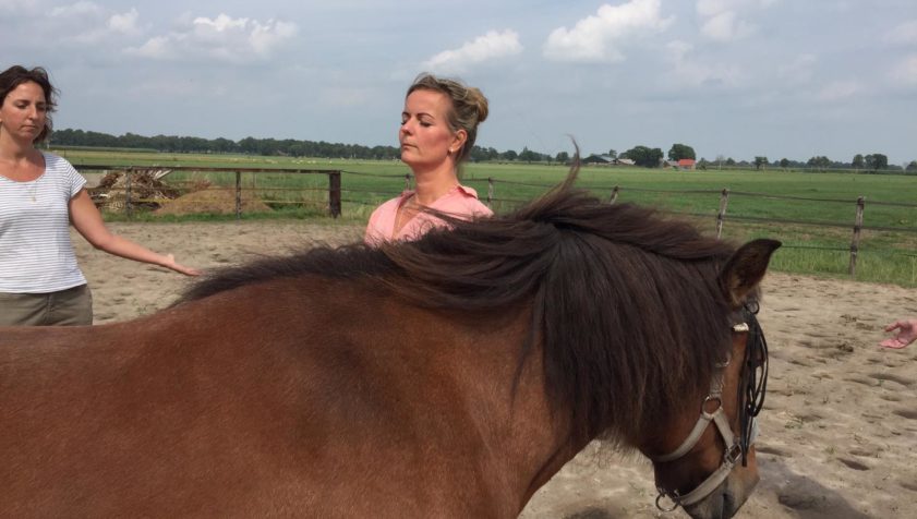 burn-out retraite met paarden