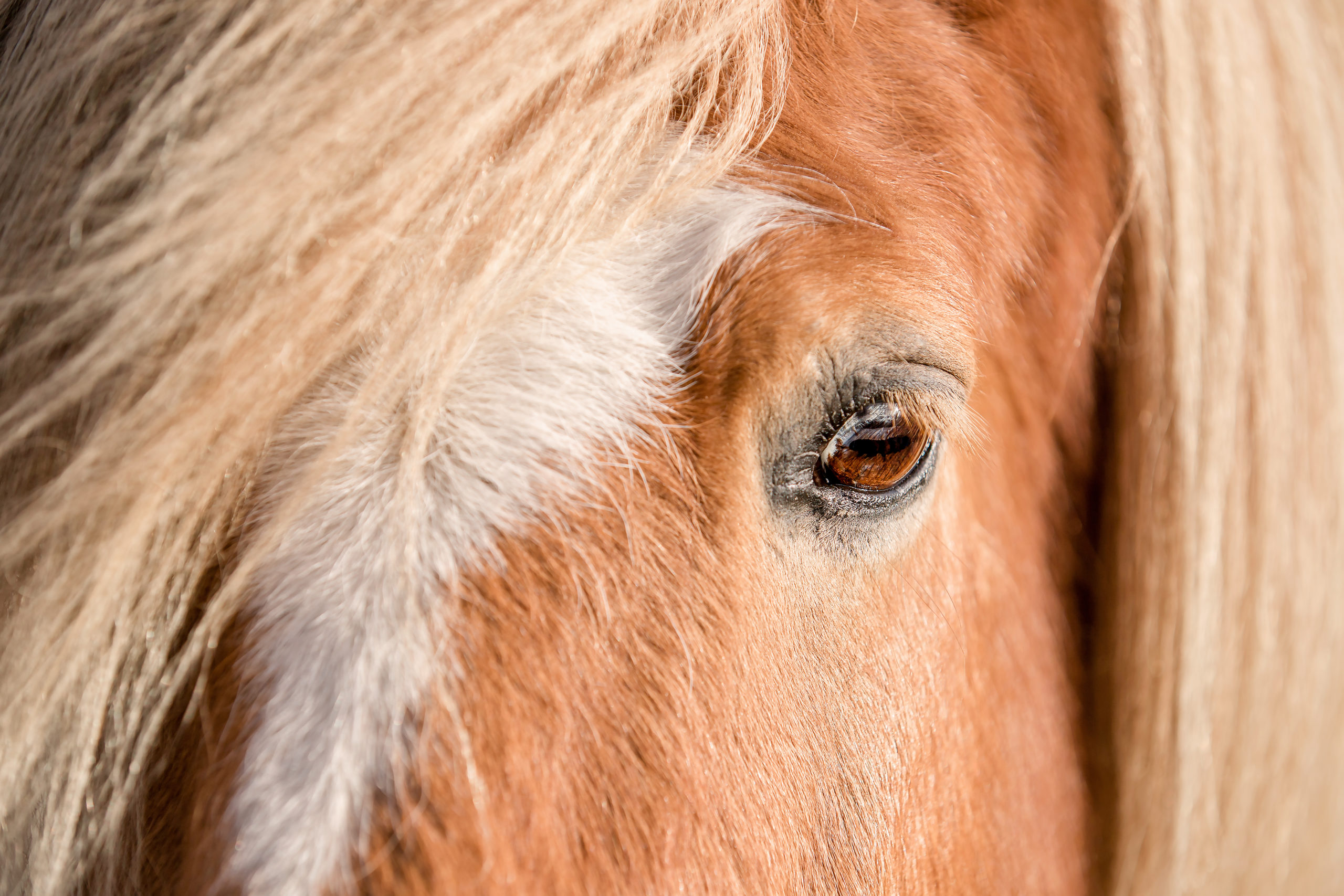 traumaverwerking met paarden
